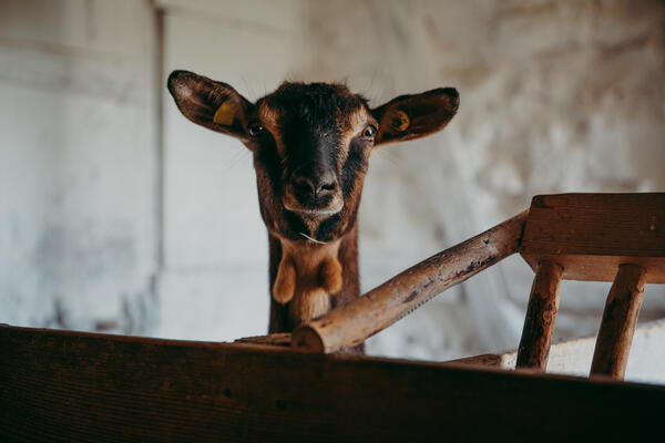 Bild vergr&ouml;&szlig;ern: Ziege lugt schaulustig den Betrachter an