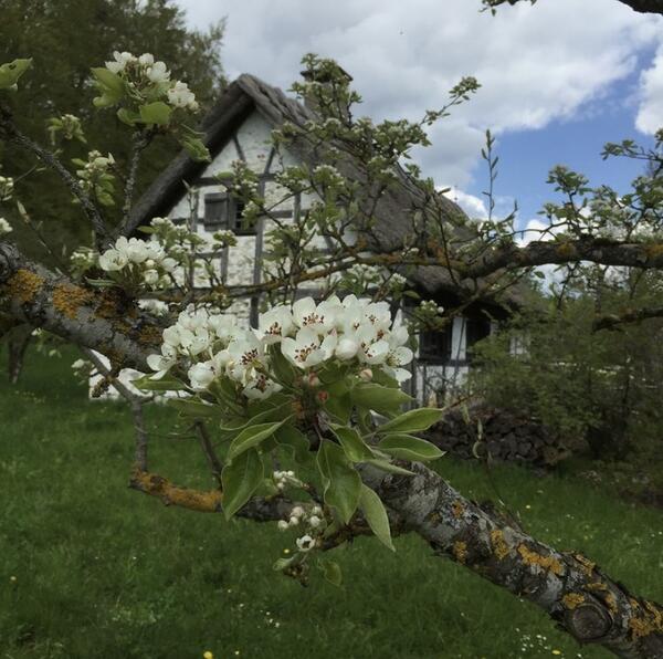 Bild vergr&ouml;&szlig;ern: wei&szlig; bl&uuml;hender Zweig vor Fachwerkhaus mit Strohdach