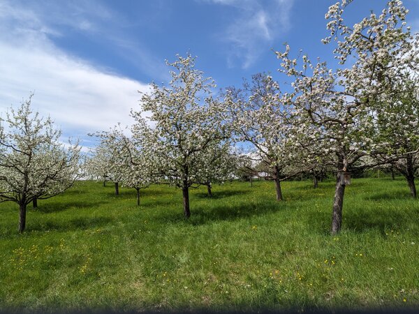 Bild vergr&ouml;&szlig;ern: Obstb&auml;ume im Museum