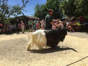 Bild vergr&ouml;&szlig;ern: Ziegenschau