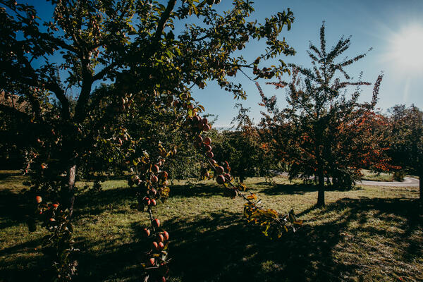 Bild vergr&ouml;&szlig;ern: Streuobstwiese